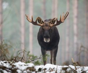 This Angry Moose Charges At a Man And His Chihuahua Saves Him