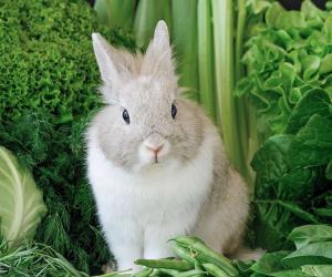 Yes, Rabbits Can Eat Green Beans! But Follow These 5 Tips