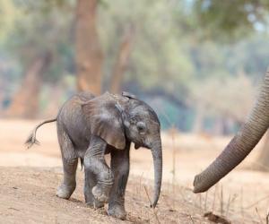 Hear This Baby Elephant Cry Out for Help As It Gets Stuck in a Mud Pit