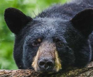 6 Places You're Most Likely to Encounter a Bear in West Virginia This Winter