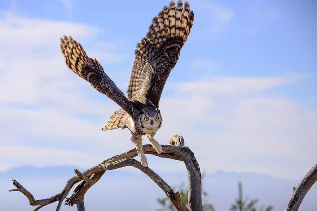 Discover 9 Types of Owls in New Jersey