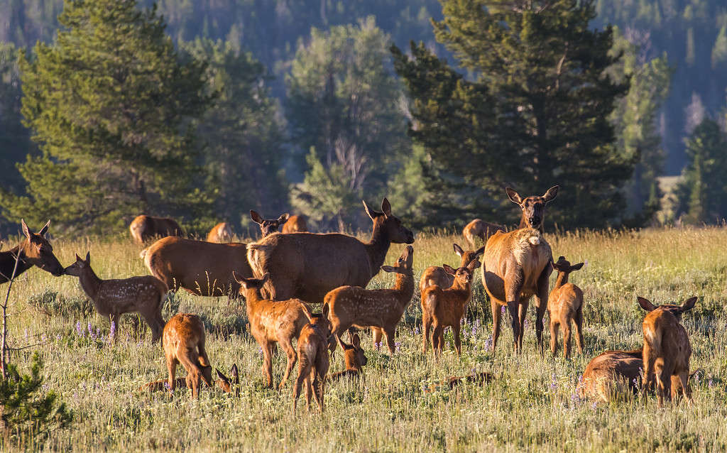 Wolves in California: Where They Live, Risk to Humans, and Diet