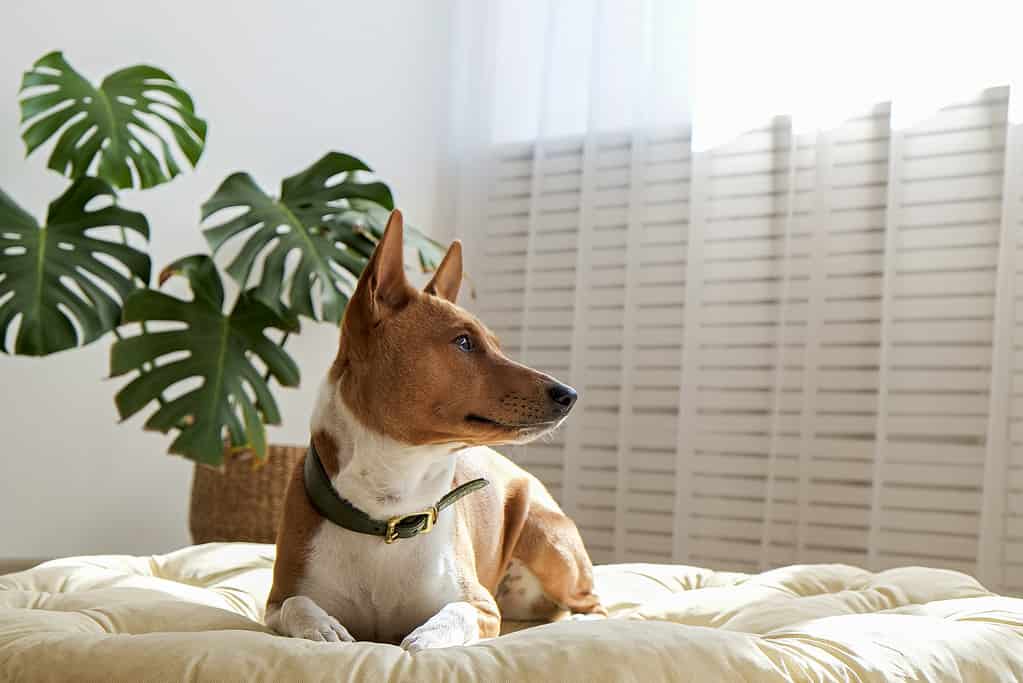 Basenji Progression: Growth Chart, Milestones, and Training Tips