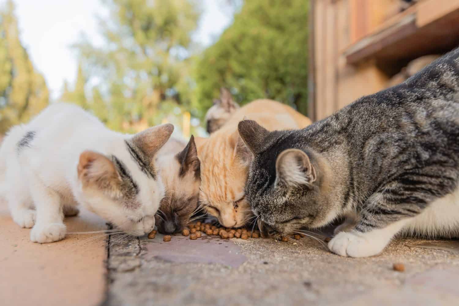 6 Steps to Take to Successfully Befriend a Stray Cat