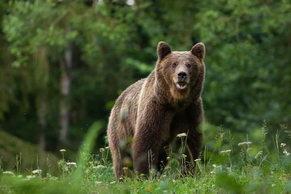 Runner Comes Face to Face With a Bear On a One-Way Path... Watch What Happens