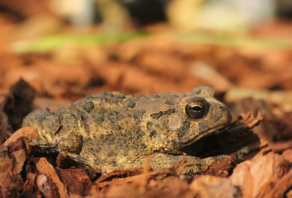 The Complete List of Every U.S. State Amphibian