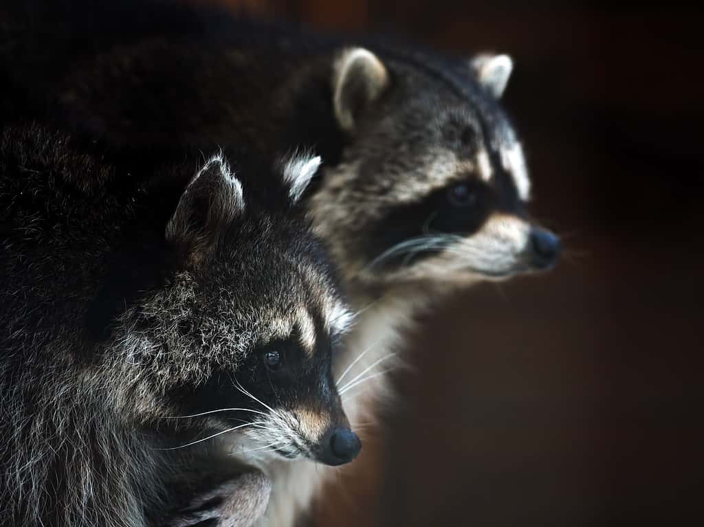 10 Sounds Raccoons Make and What Each Means