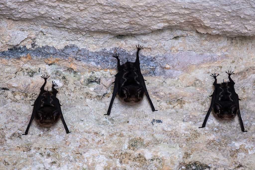 3 Sounds Bats Make and What Each Means