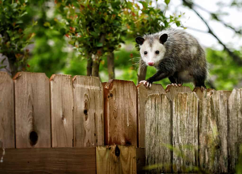 Can You Eat Opossum? Things to Know Before Dining