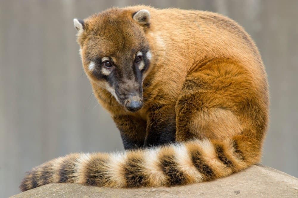 15 Animals That Look Like Raccoons And What's In Common