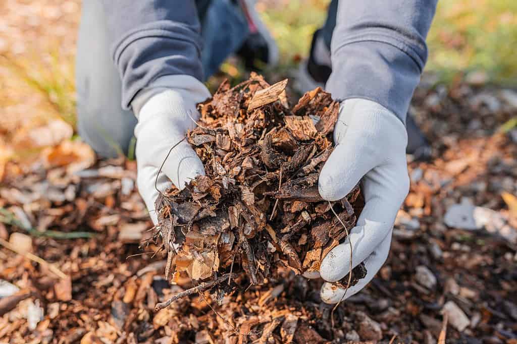 12 Critical Yard Care Tips You Need to Follow in January