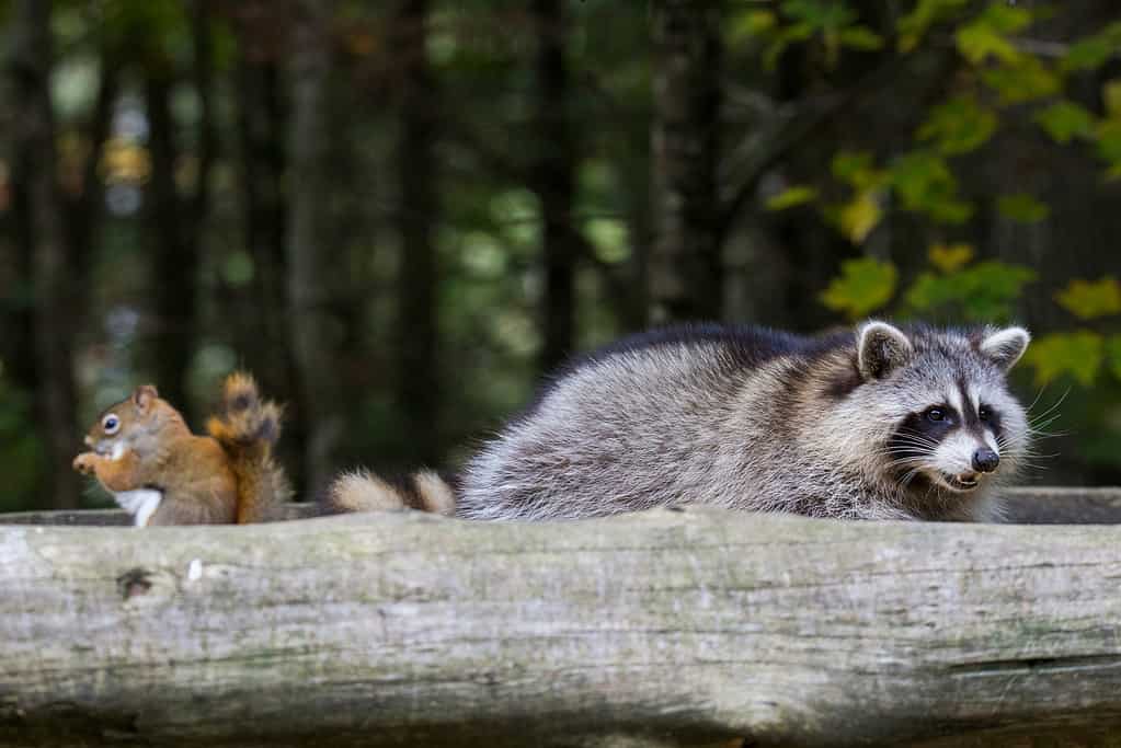 10 Sounds Raccoons Make and What Each Means