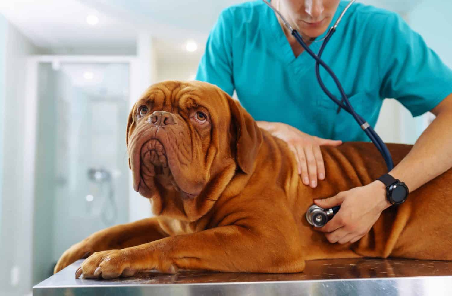 Dogue De Bordeaux Lifespan: Average Life Expectancy and More!