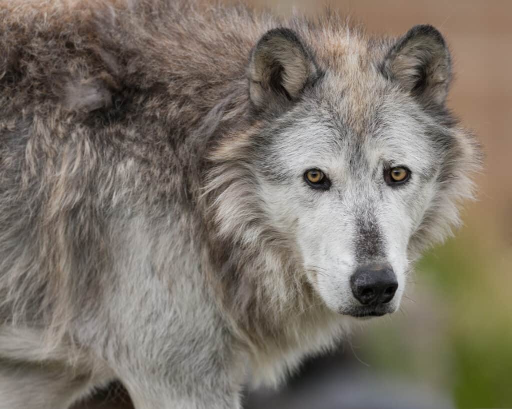 Wolves in California: Where They Live, Risk to Humans, and Diet