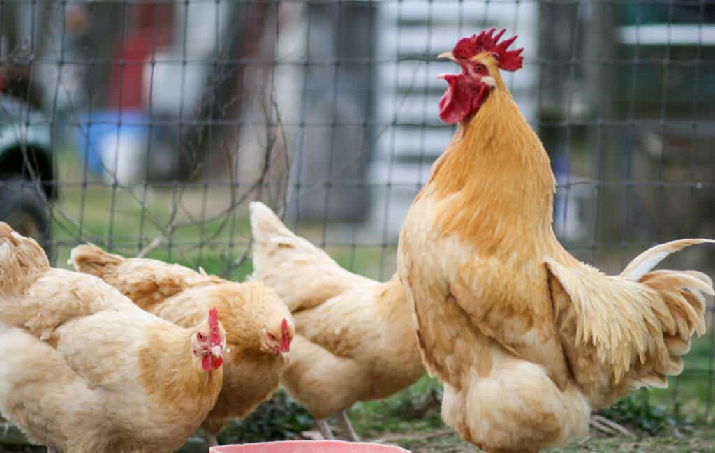 Can Chickens See in the Dark? This Is What Experts Say