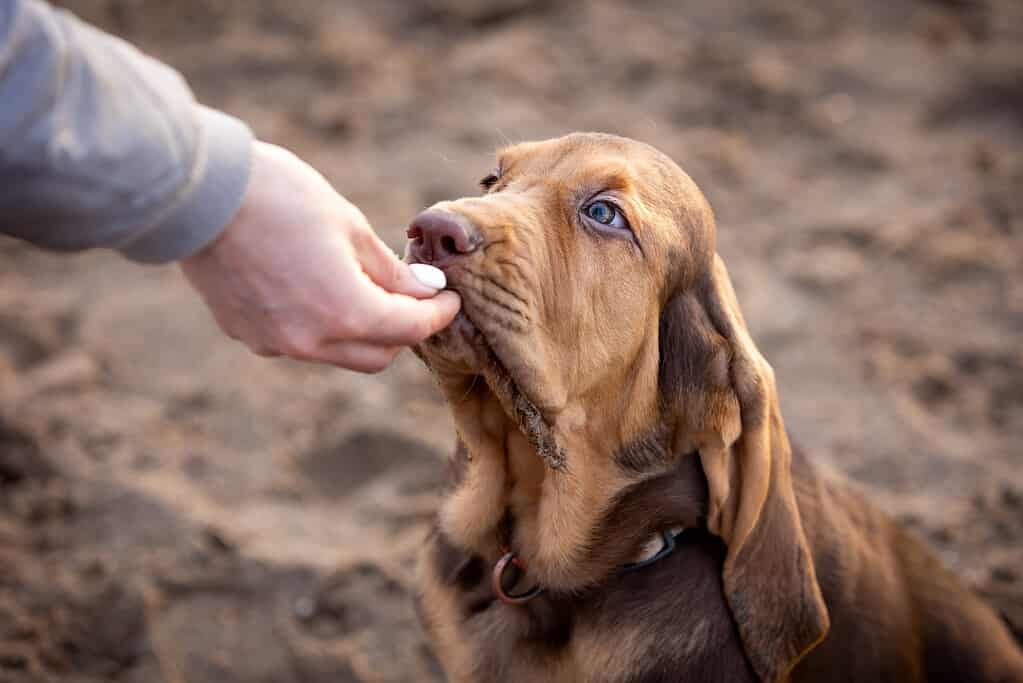 Bloodhound Progression: Growth Chart, Milestones, and Training Tips