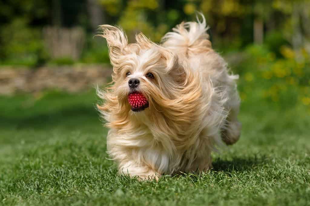 Havanese Grooming Guide: 4 Tips for a Healthy and Beautiful Coat