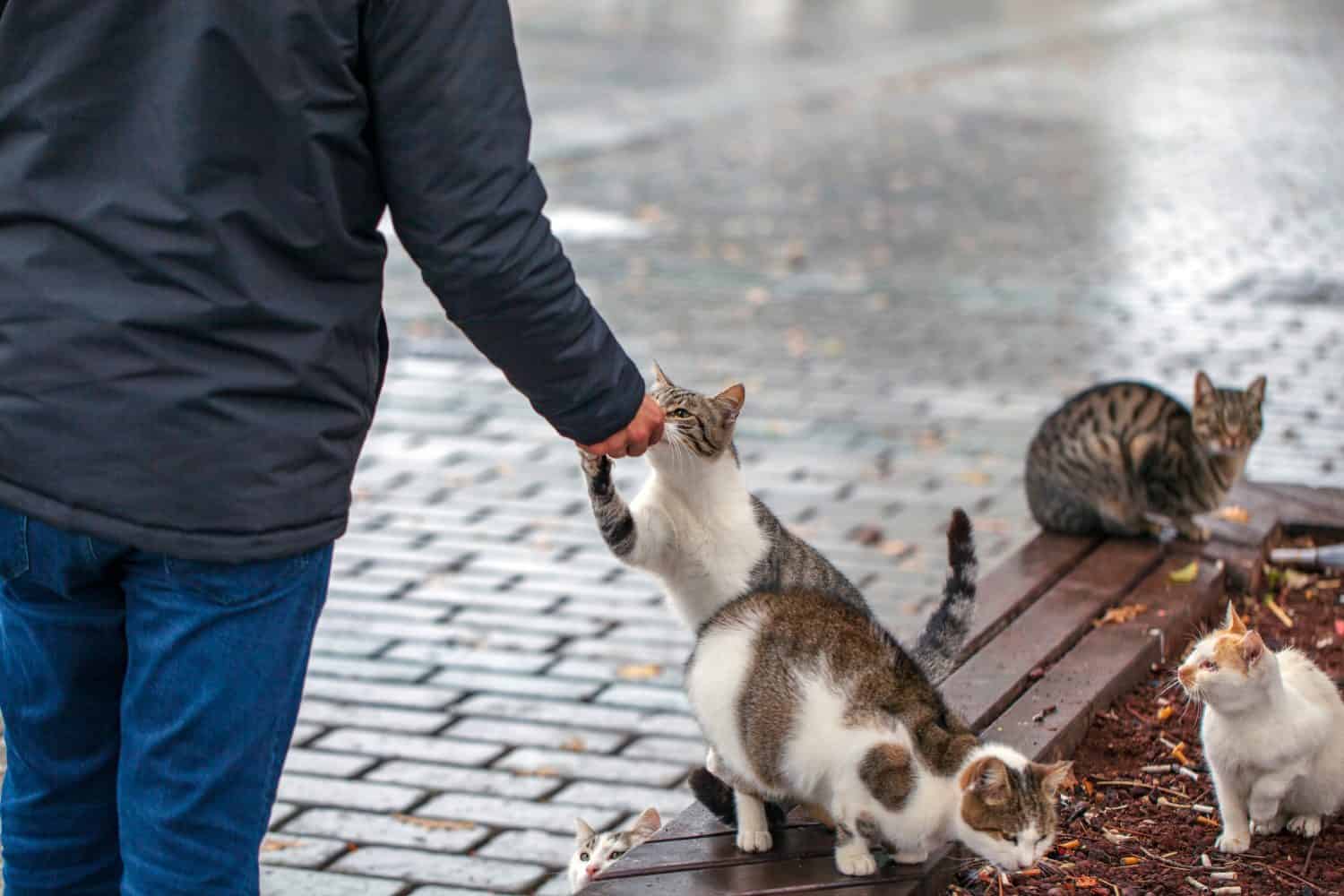 6 Steps to Take to Successfully Befriend a Stray Cat