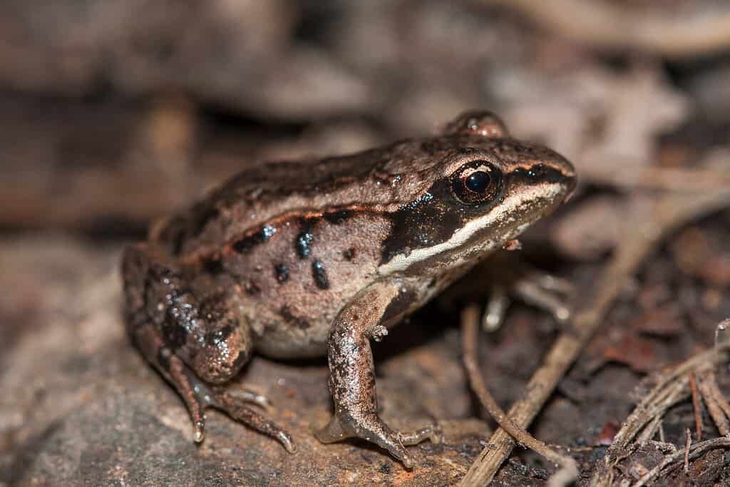 The Complete List of Every U.S. State Amphibian