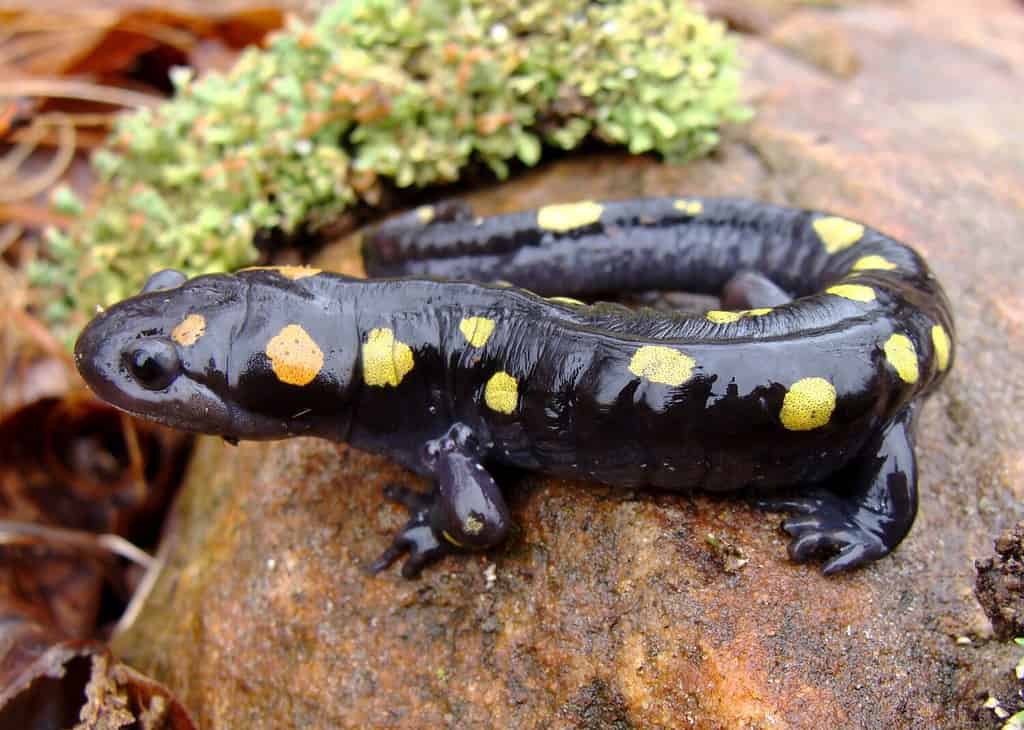 The Complete List of Every U.S. State Amphibian