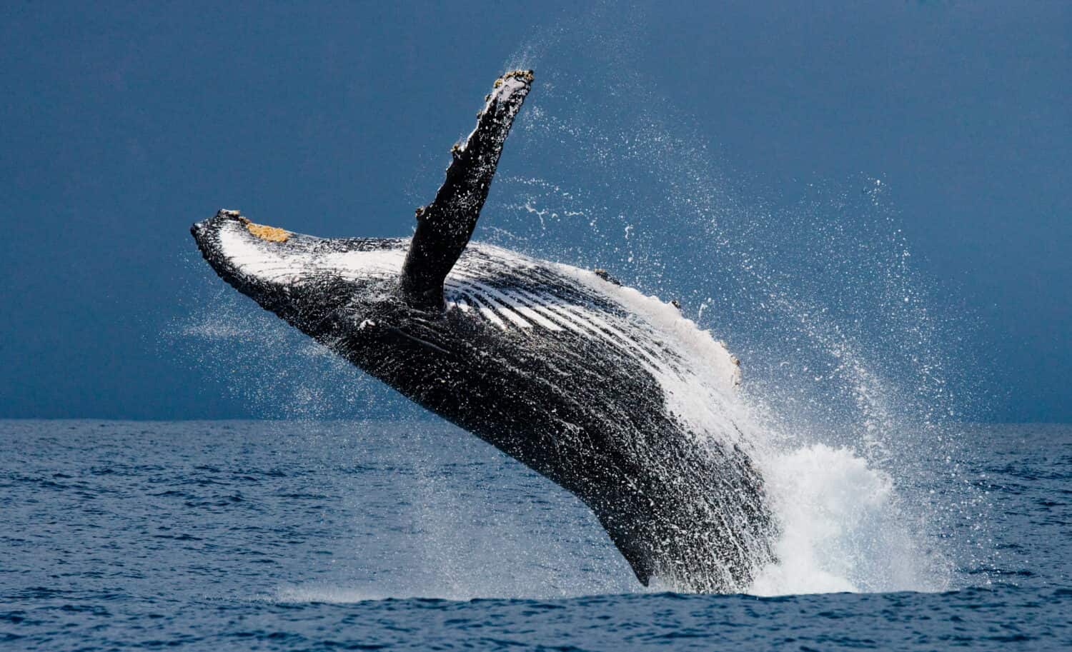 80,000-Pound Humpback Whale Gives the Most Majestic Backflip Ever