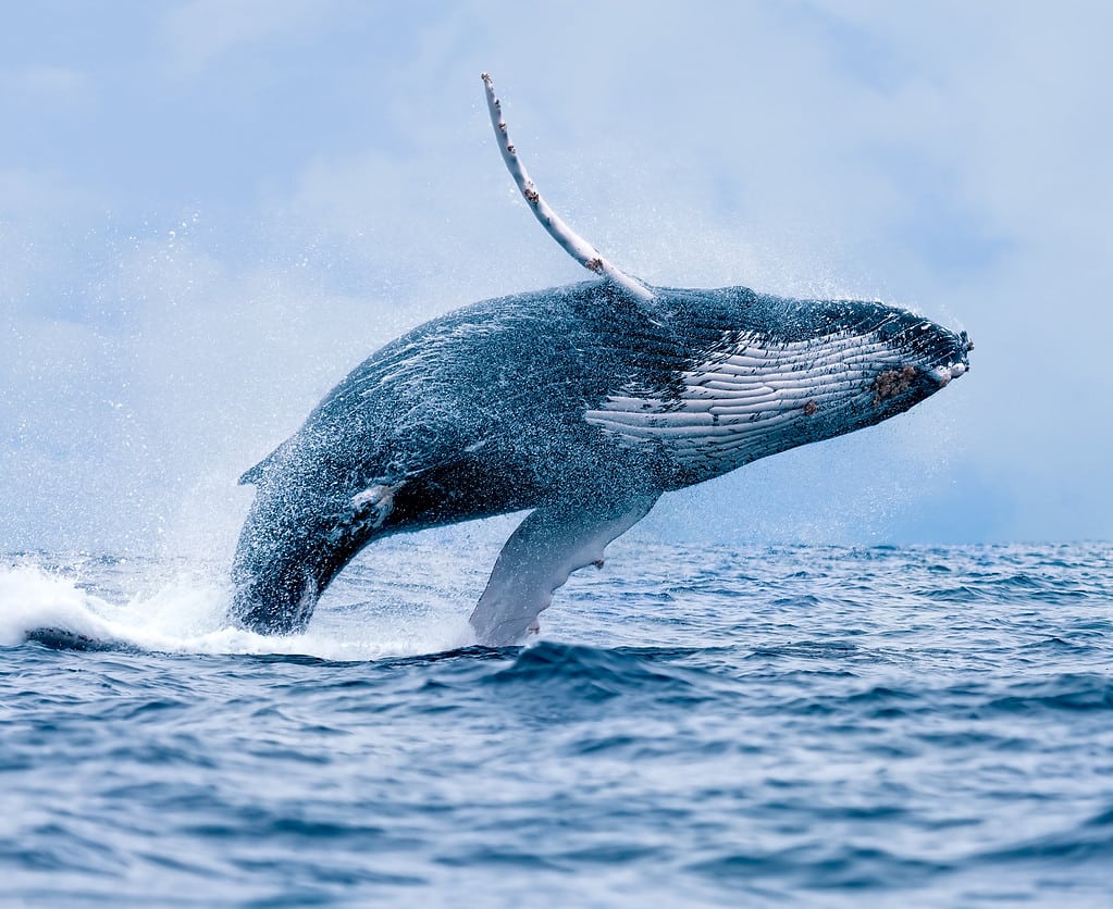 80,000-Pound Humpback Whale Gives the Most Majestic Backflip Ever