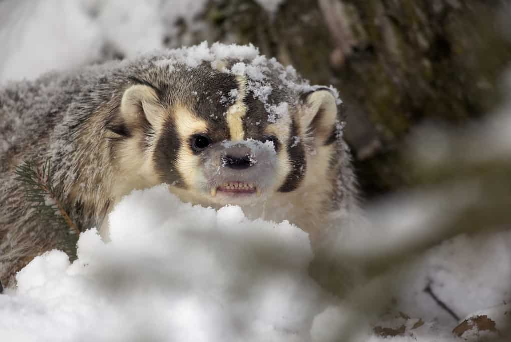 15 Animals That Look Like Raccoons And What's In Common