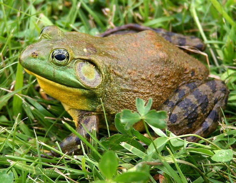 The Complete List of Every U.S. State Amphibian