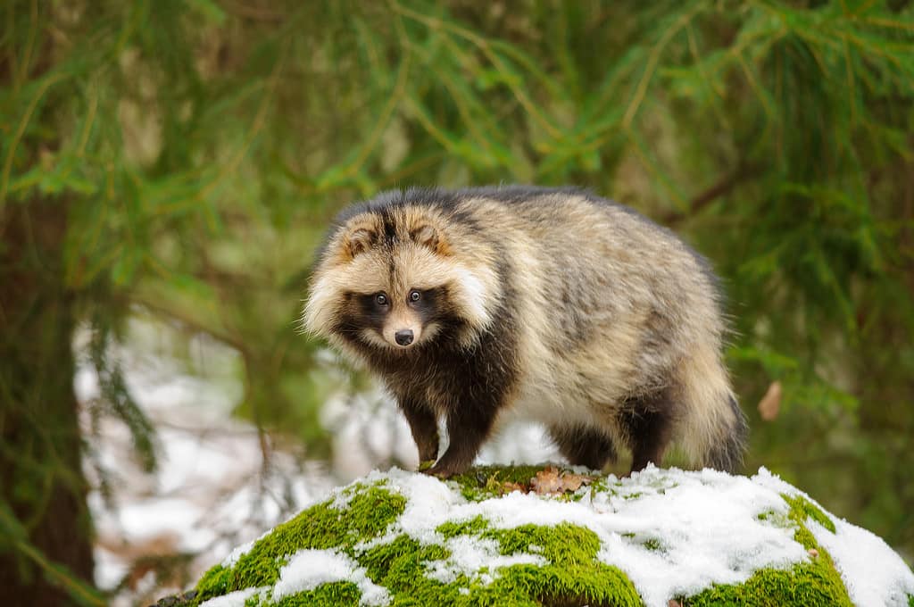 15 Animals That Look Like Raccoons And What's In Common