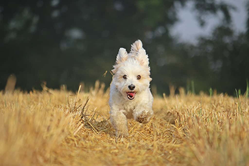 Havanese Grooming Guide: 4 Tips for a Healthy and Beautiful Coat