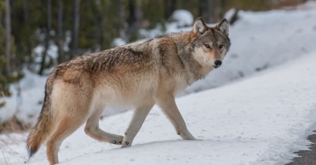 Wolves in Michigan: Where They Live, Risk to Humans, and Diet