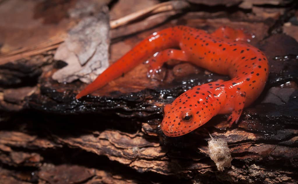 The Complete List of Every U.S. State Amphibian