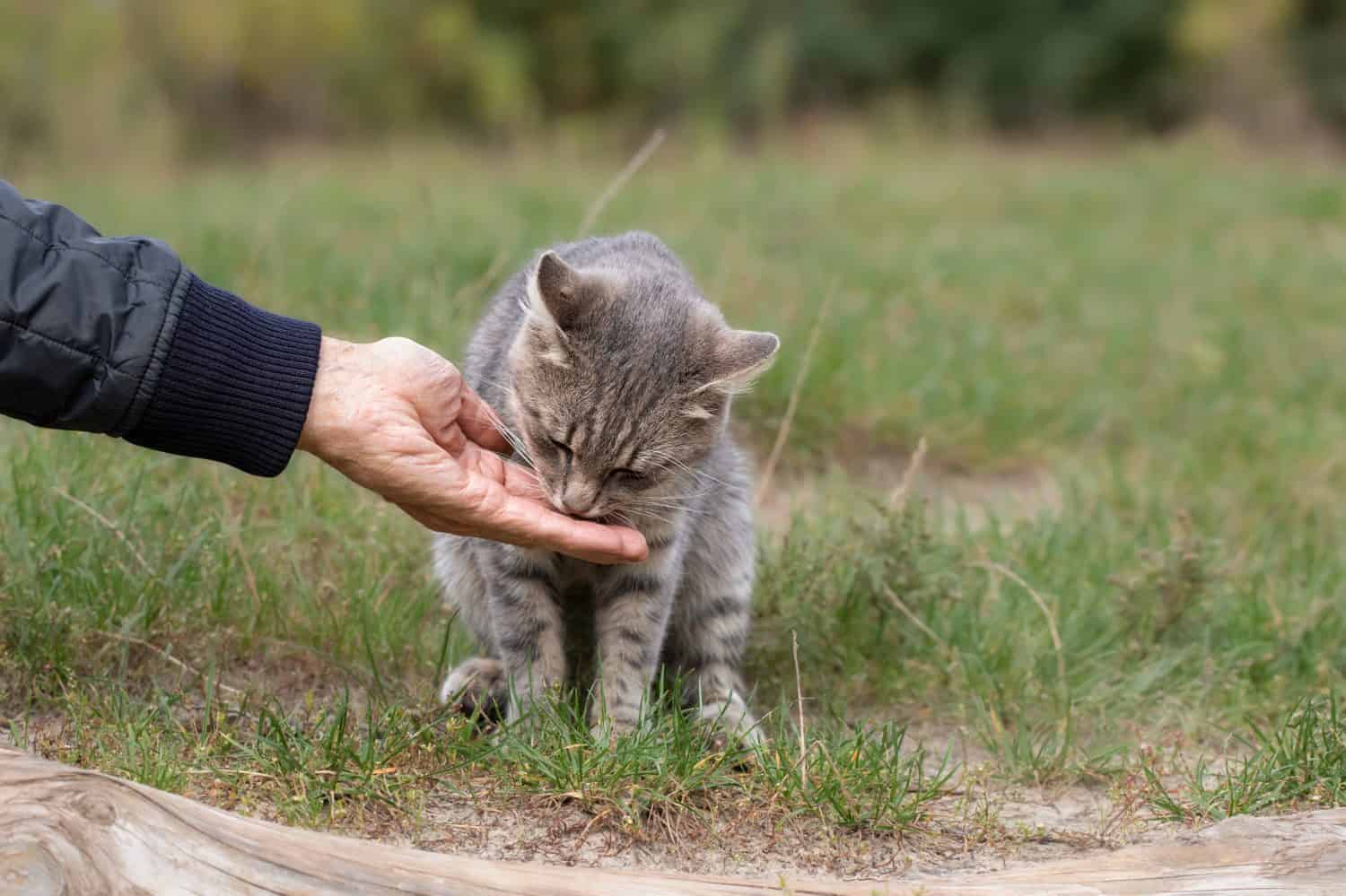 6 Steps to Take to Successfully Befriend a Stray Cat