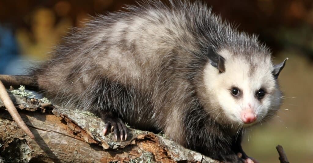 Can You Eat Opossum? Things to Know Before Dining