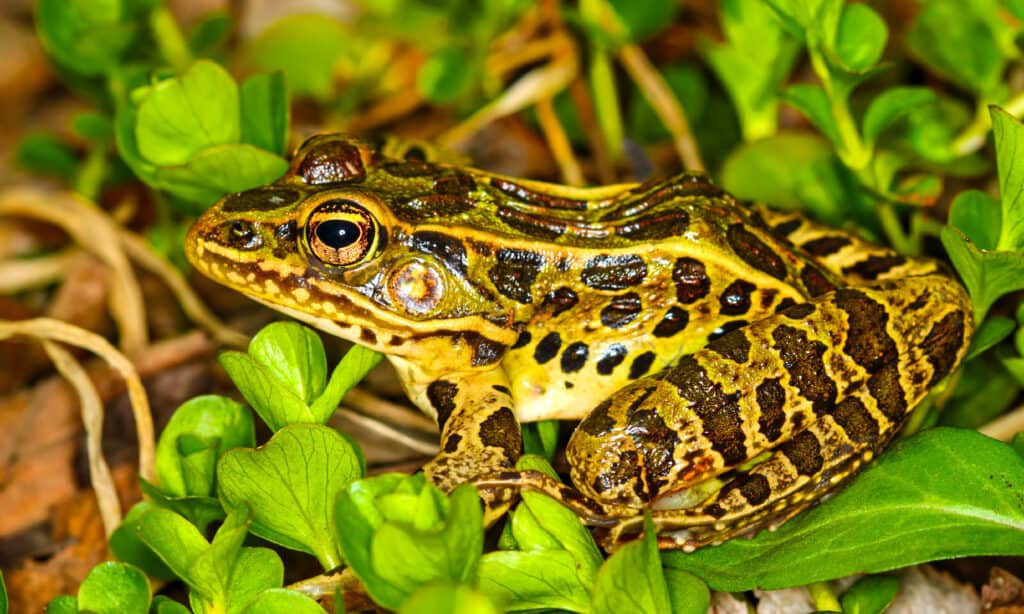 The Complete List of Every U.S. State Amphibian