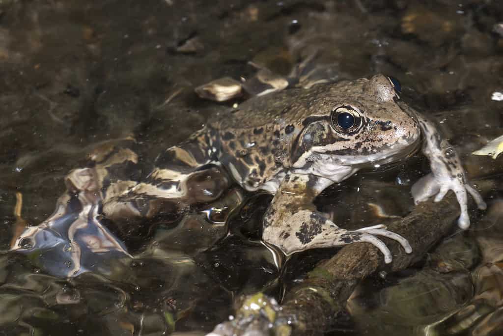 The Complete List of Every U.S. State Amphibian