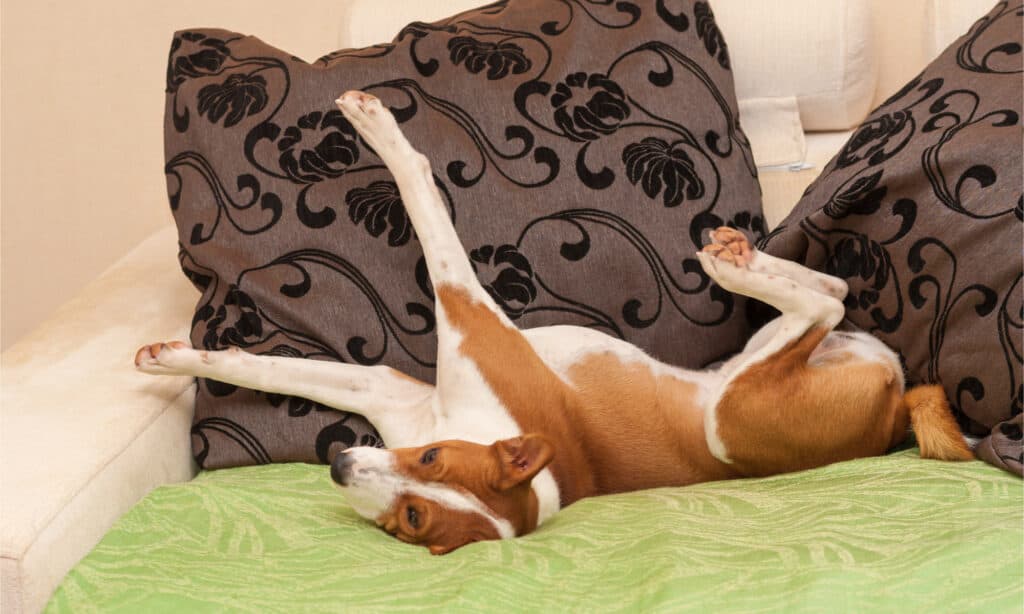 Basenji Progression: Growth Chart, Milestones, and Training Tips