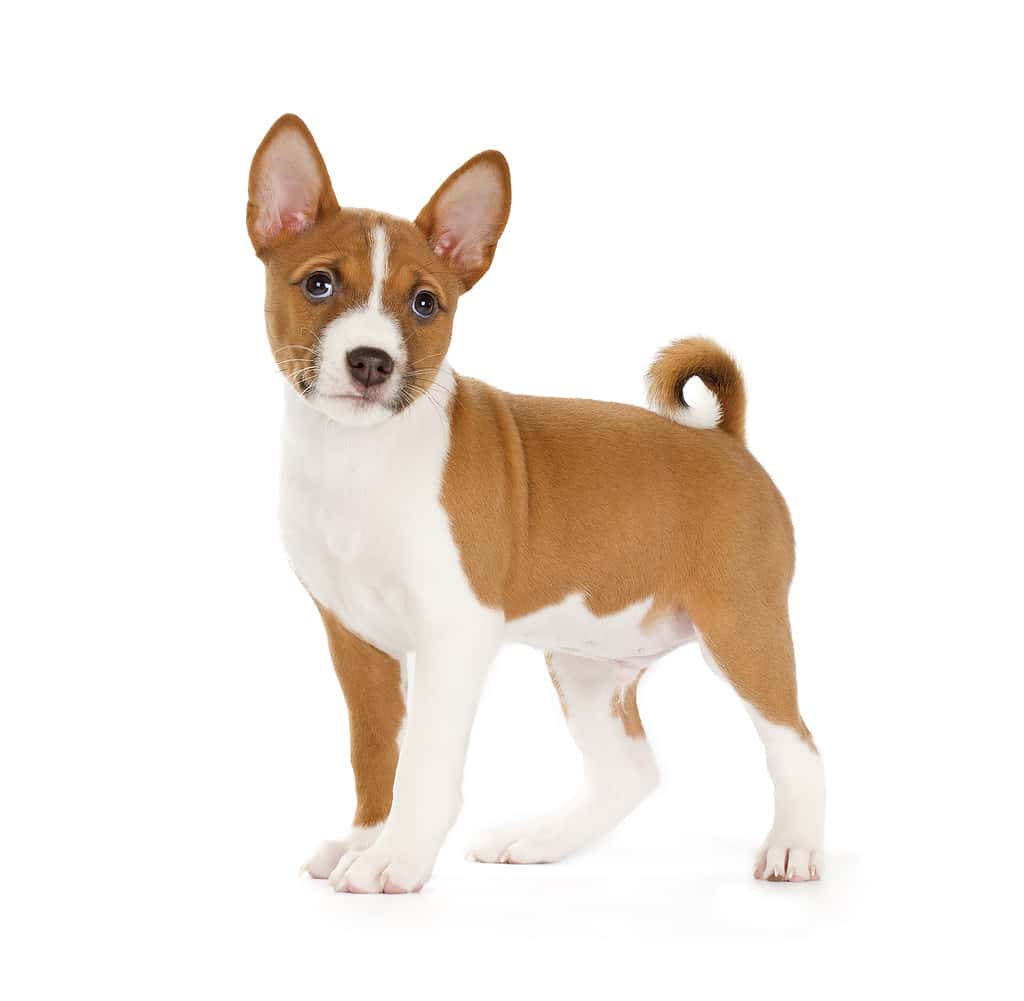 Basenji Progression: Growth Chart, Milestones, and Training Tips