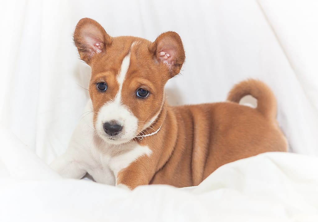 Basenji Progression: Growth Chart, Milestones, and Training Tips