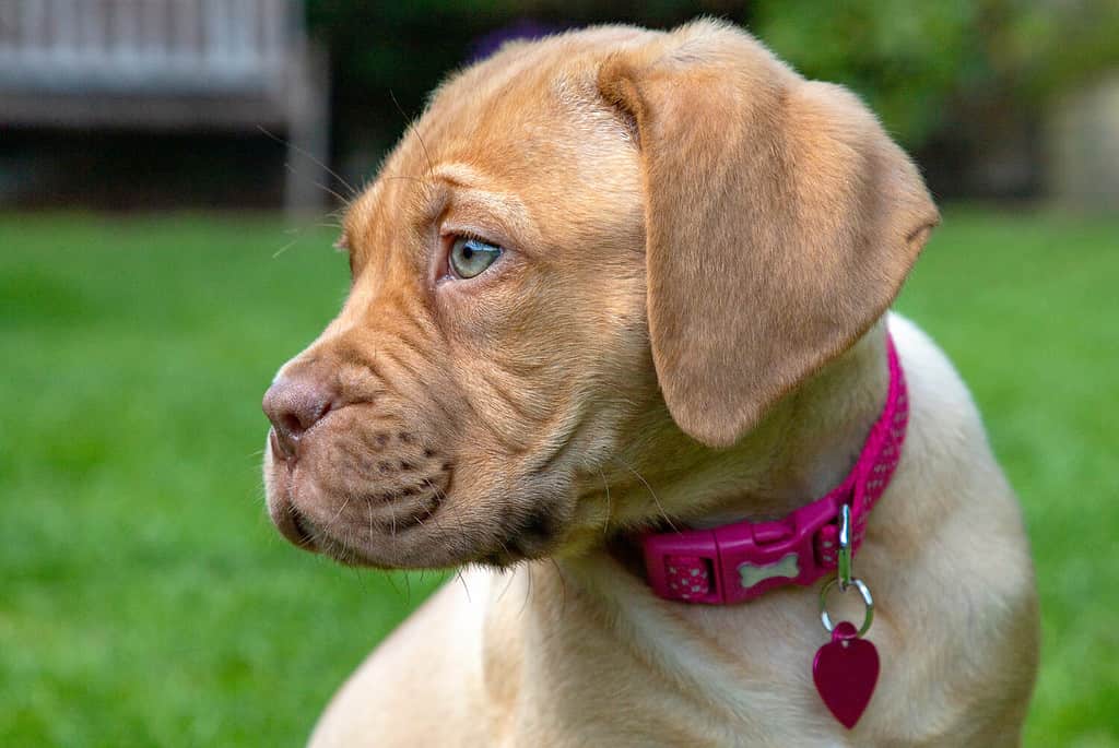 Dogue De Bordeaux Lifespan: Average Life Expectancy and More!