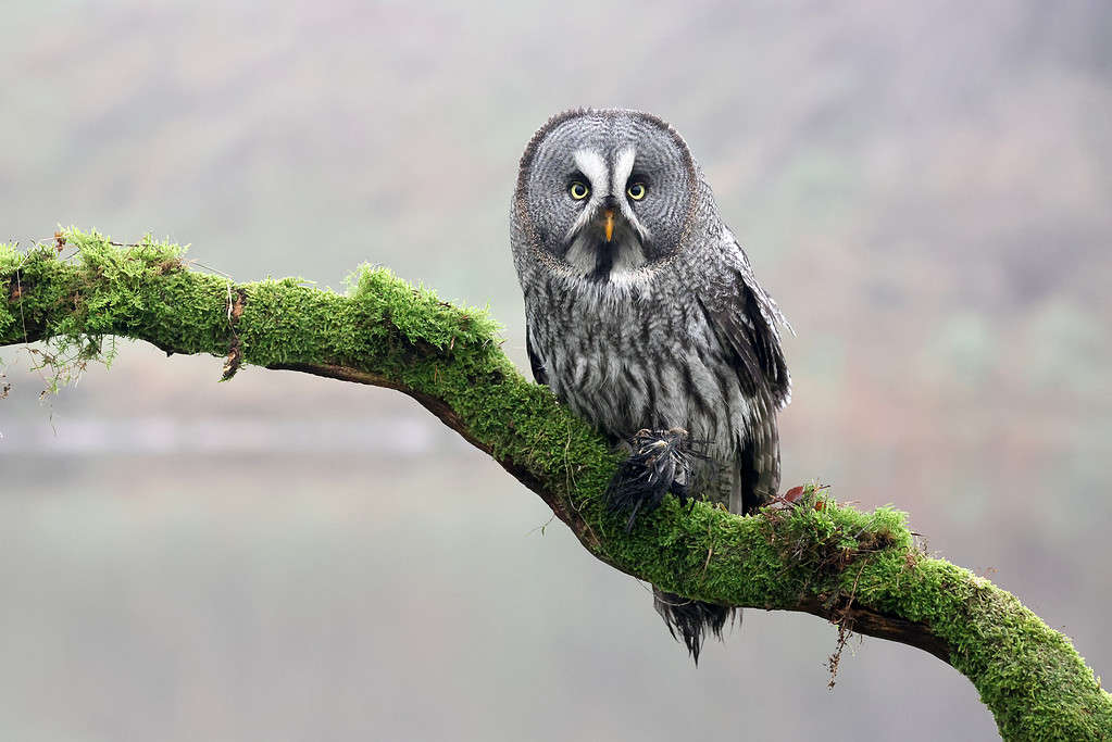 11 Owls that Live in Maine (and Where You're Likely to See Them)