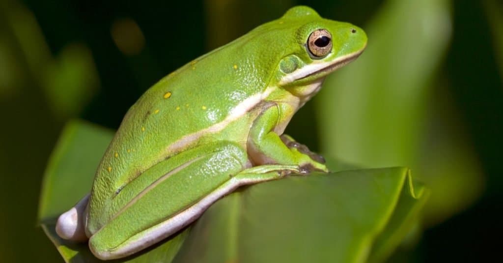 The Complete List of Every U.S. State Amphibian