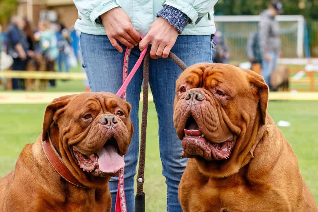 Dogue De Bordeaux Lifespan: Average Life Expectancy and More!