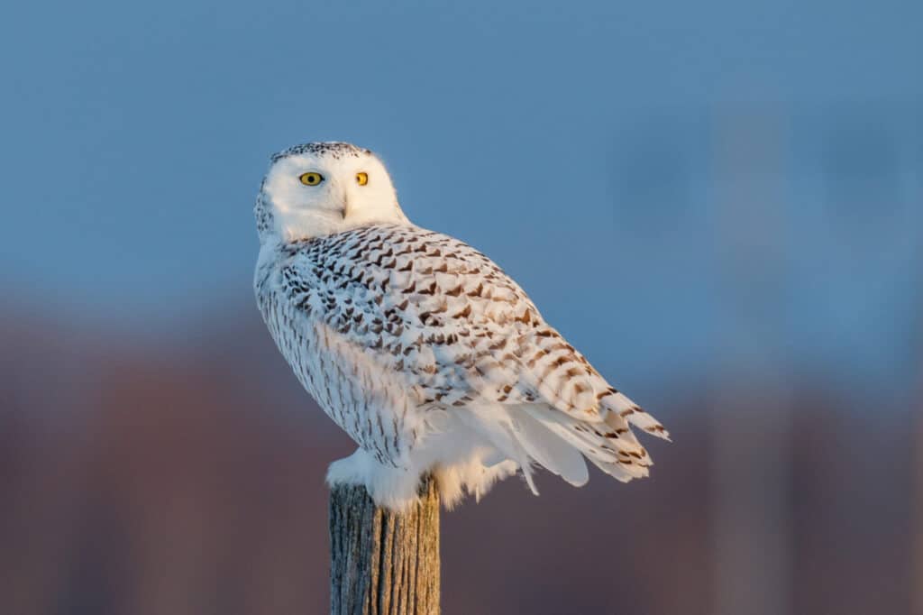 Discover 9 Types of Owls in New Jersey