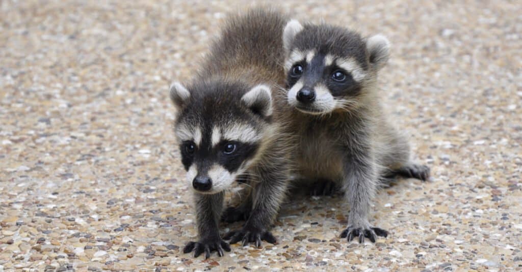 10 Sounds Raccoons Make and What Each Means