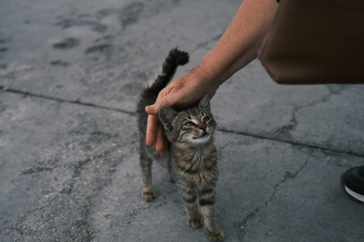 6 Steps to Take to Successfully Befriend a Stray Cat