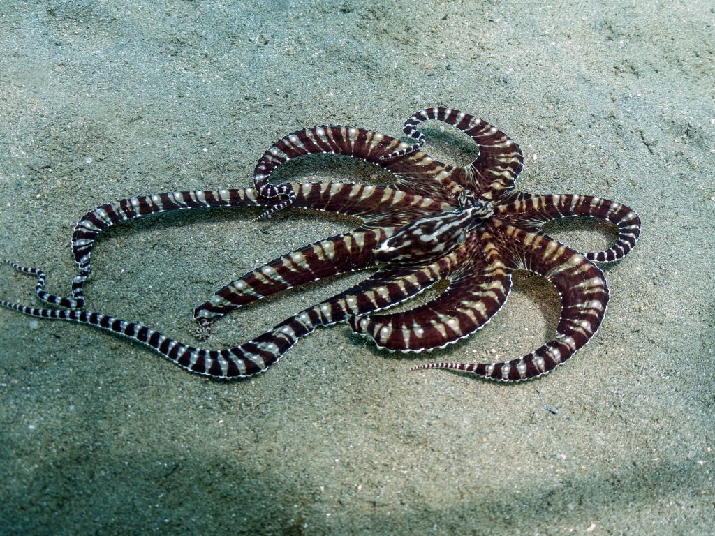 Discover the Mimic Octopus... The Ultimate Disguise Artist