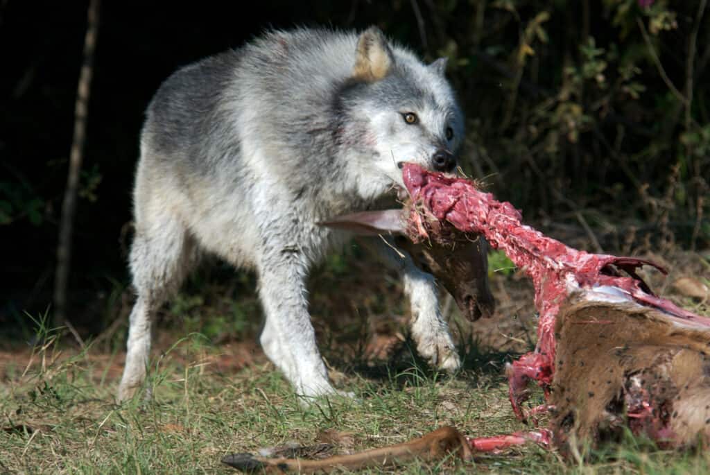 Wolves in Michigan: Where They Live, Risk to Humans, and Diet