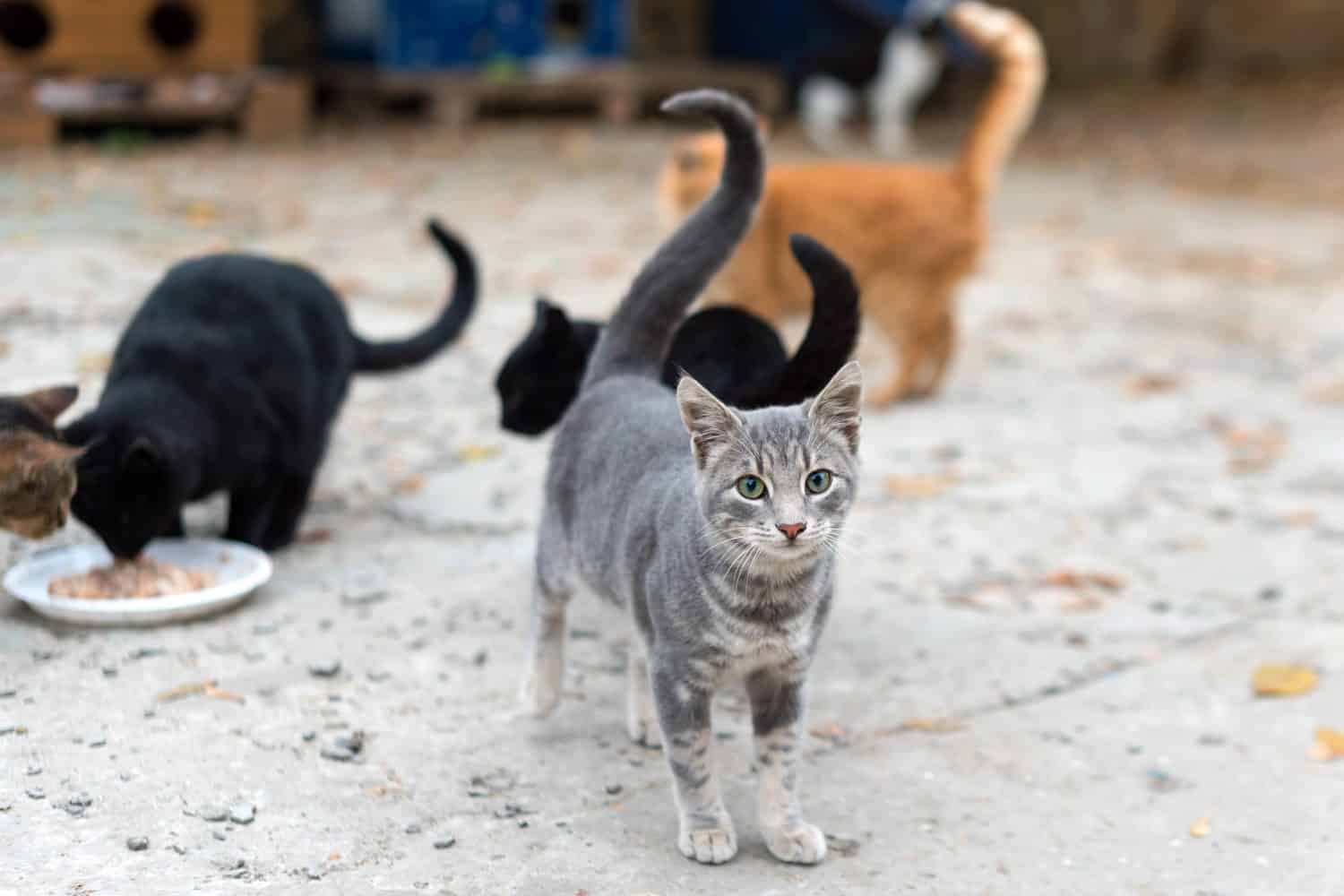 6 Steps to Take to Successfully Befriend a Stray Cat