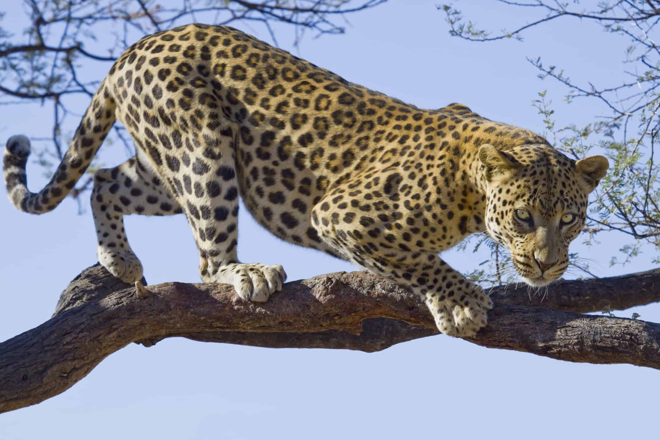 This Leopard Effortlessly Scales a Tree - With a Whole Impala in His Mouth!